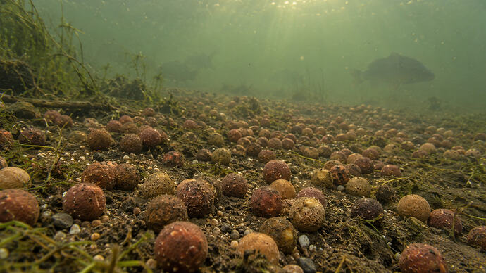 Are carp anglers putting far too much bait into our lakes
