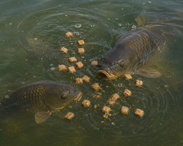 mixers in water with carp
