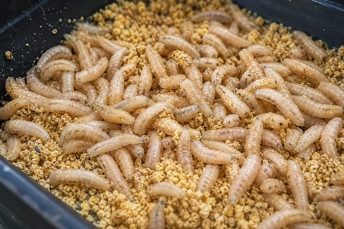 how long do maggots live for