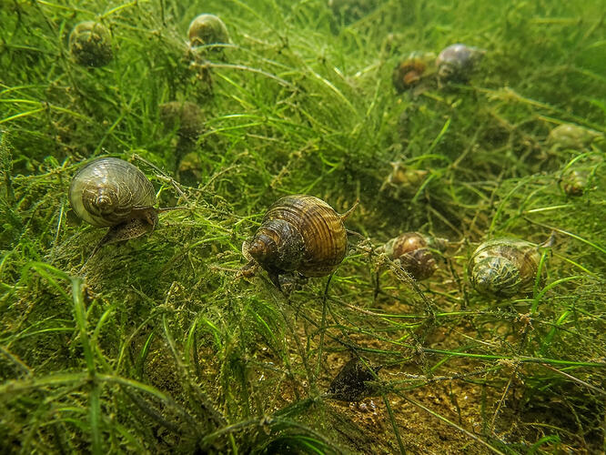 snail carp bait