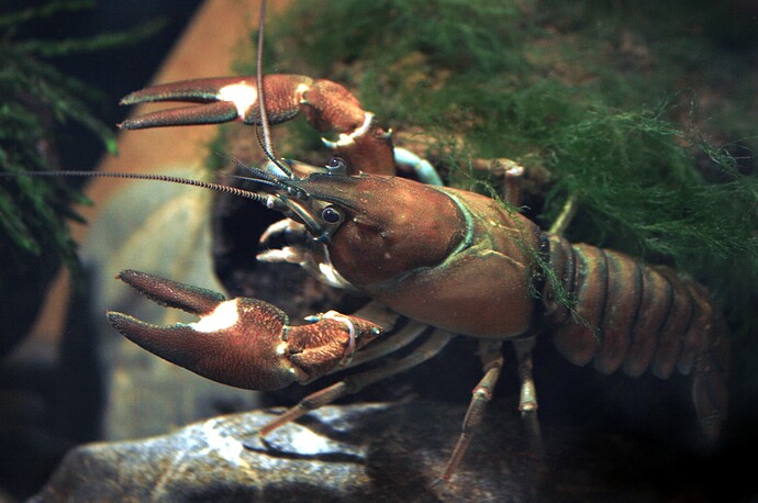 signal-crayfish
