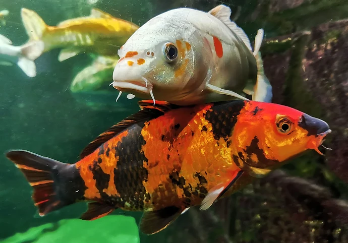2-koi-carp-swimming